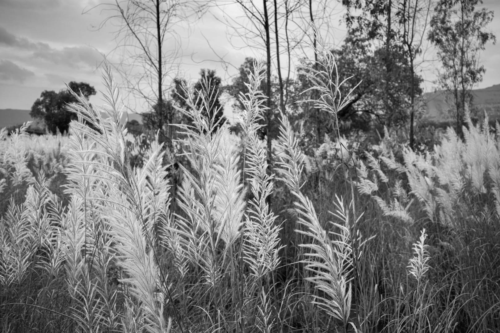 Wild Sugarcane in a Rural Scene, Mawal