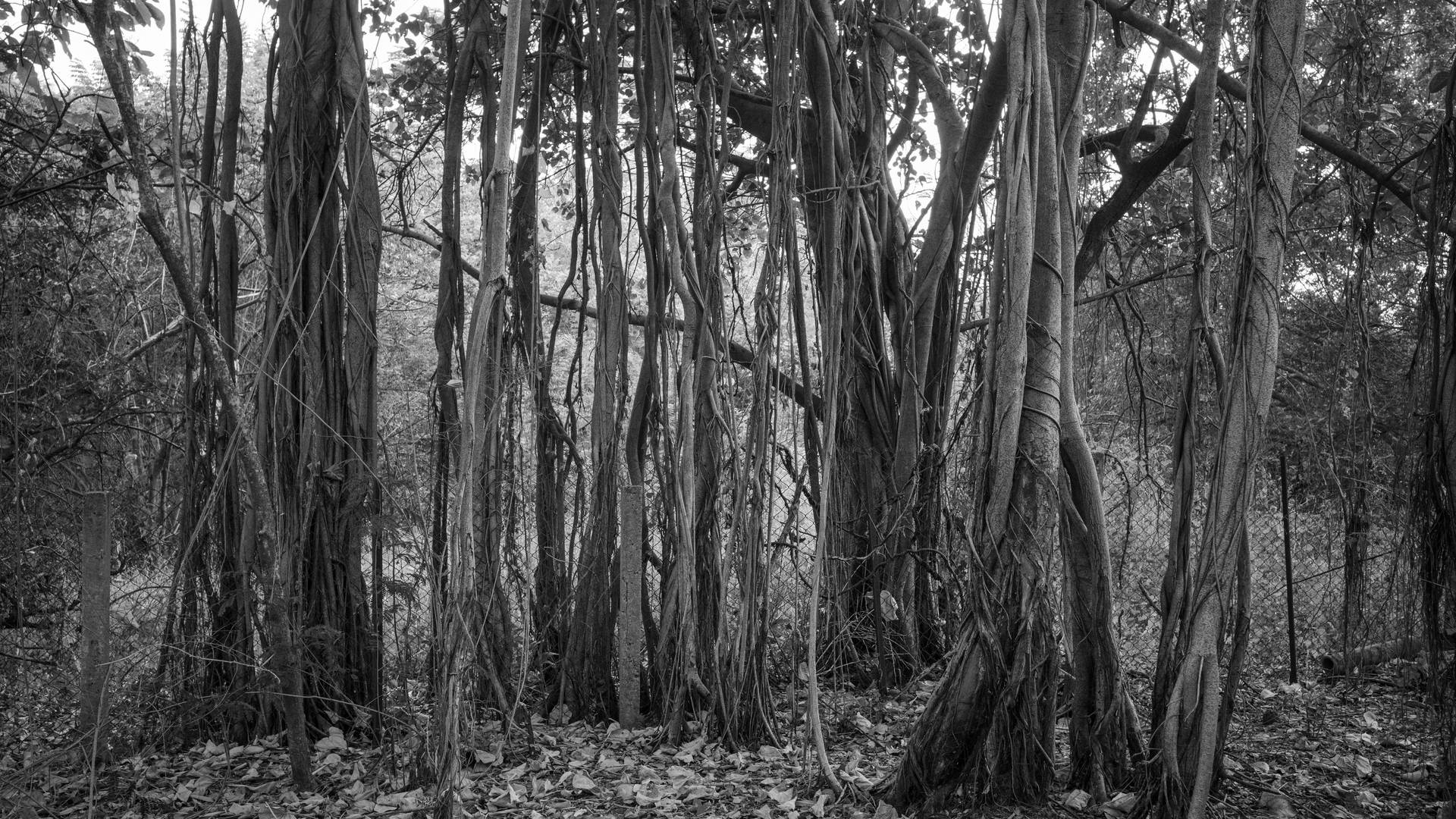 The Baniyan