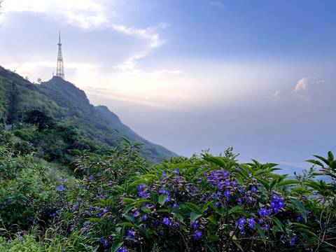 Kaarvi flowers and the evening sky at Sinhagad
