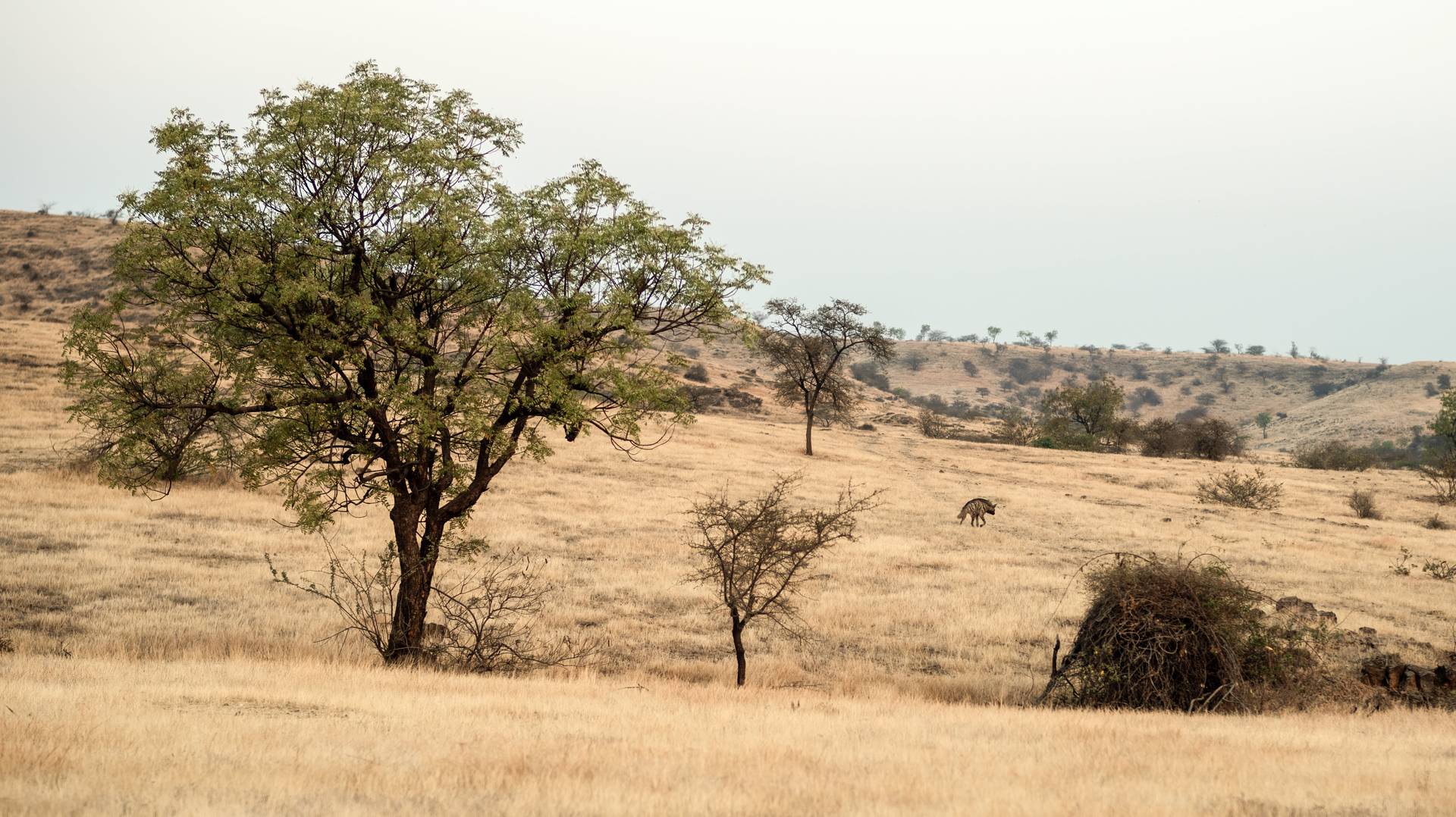 The Malran - the Unforgiving Deccan Wastelands