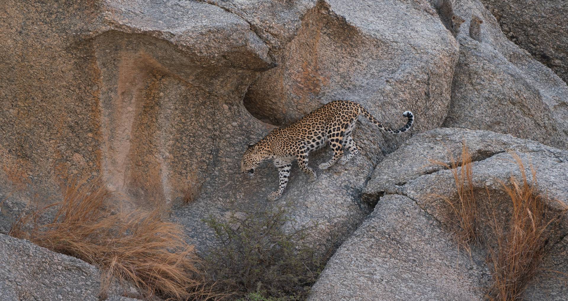 Padma, the Leopardess of Jawai Bandh